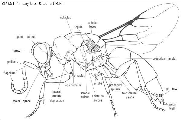 General Chrysidid morphology