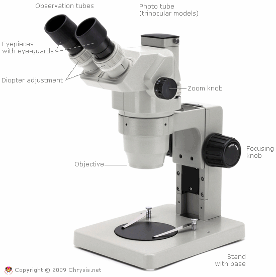 nomenclature of the parts of a stereomicroscope