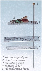 Specimen glued on the entomological mounting card