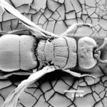 Chrysidid morphology: body