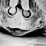 Chrysidid morphology: face