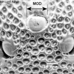 Chrysidid morphology: ocelli