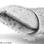 Chrysidid morphology: flagellum