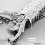 Chrysidid morphology: tarsus