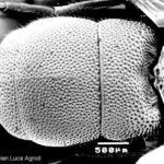 Chrysidid morphology: abdomen