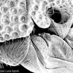 Chrysidid morphology: tegula