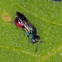 Pseudomalus auratus