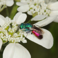 Chrysura refulgens