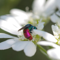 Chrysura refulgens