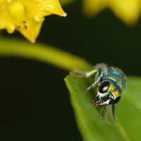 Chrysis scutellaris