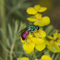 Chrysura rufiventris