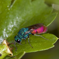 Chrysura rufiventris