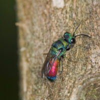 Chrysis rutilans