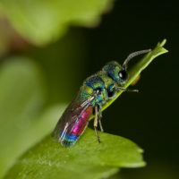 Chrysis rutilans