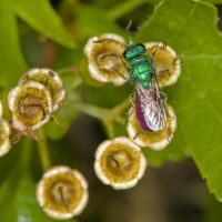 Chrysura rufiventris