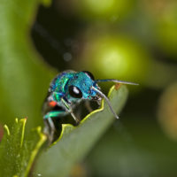 Chrysura refulgens