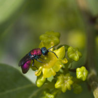 Chrysura dichroa