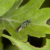 Trichrysis cyanea