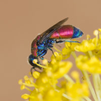 Chrysis integra sicula