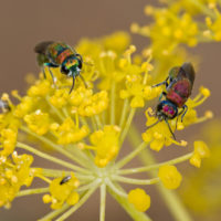 Chrysis integra sicula