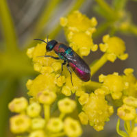 Chrysis elegans