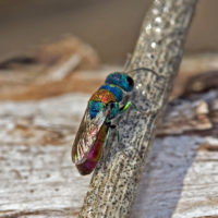 Chrysis gribodoi