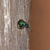 Chrysis ragusae