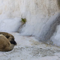 Pamukkale: resident dog