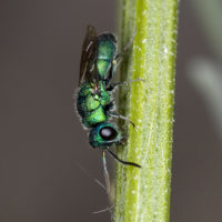 Chrysis ragusae