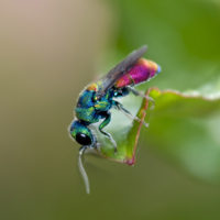 Chrysis scutellaris