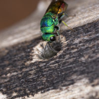 Chrysis marginata aliunda