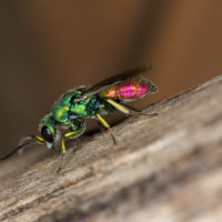 Chrysis marginata aliunda