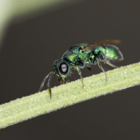 Chrysis ragusae