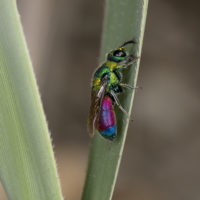 Chrysis rutilans