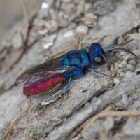 Chrysis inaequalis