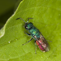 Chrysura rufiventris