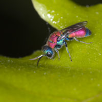 Chrysis consanguinea