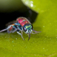 Chrysis consanguinea