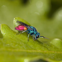 Chrysis inaequalis