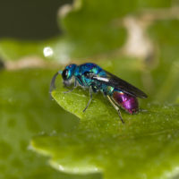 Chrysis fulgida