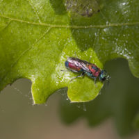 Chrysis pulcherrima