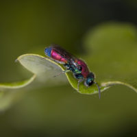 Chrysis consanguinea