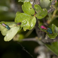 Chrysis pyrrhina & Chrysura rufiventris