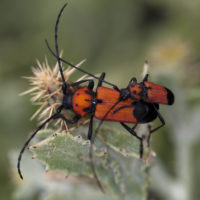 Purpuricenus desfontainii desfontainii (Coleoptera Cerambycidae) in copula
