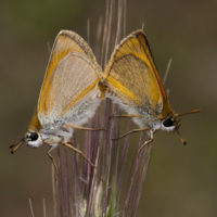 Lepidoptera