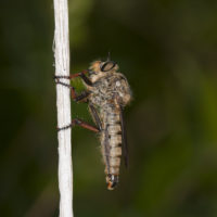 Asilide (Diptera Asilidae)