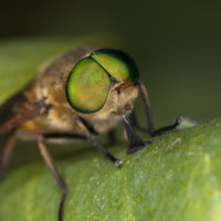 Diptera