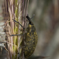 Larinus sp. (Coleoptera Curculionidae)