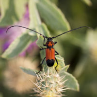 Purpuricenus desfontainii desfontainii (Coleoptera Cerambycidae), maschio