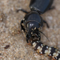 Verso sera gli Scarites buparius (Coleoptera Carabidae) se ne vanno a caccia (qui di un bruco di Brithys crini)